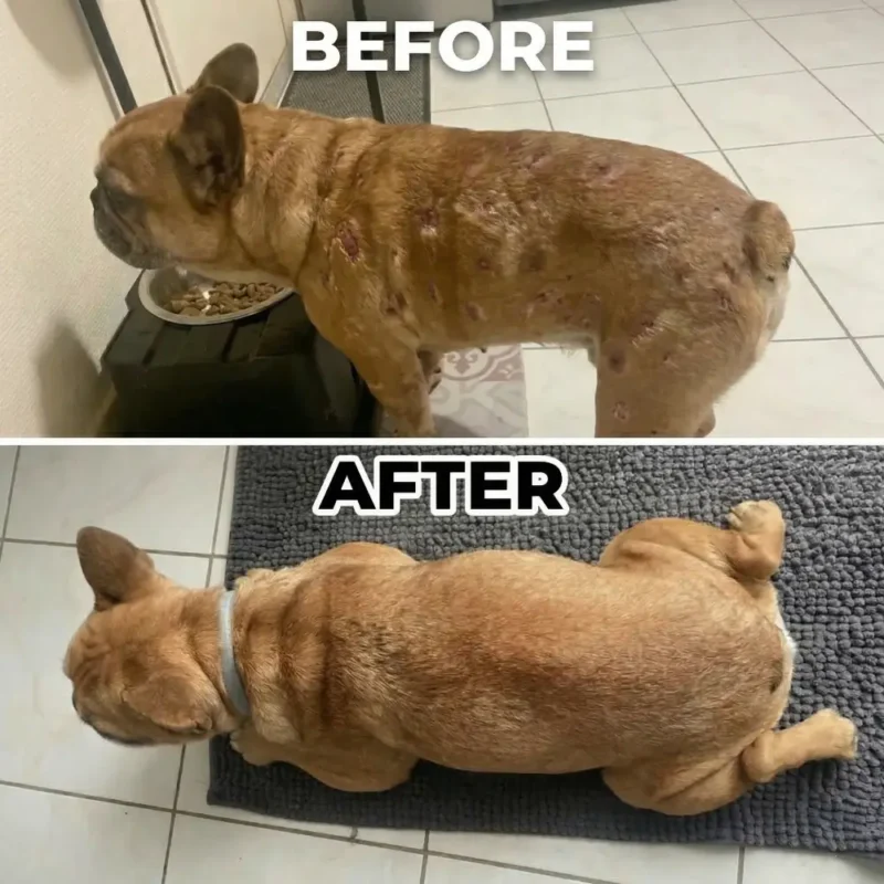 en-he1ibella Mushroom Powder For Pets